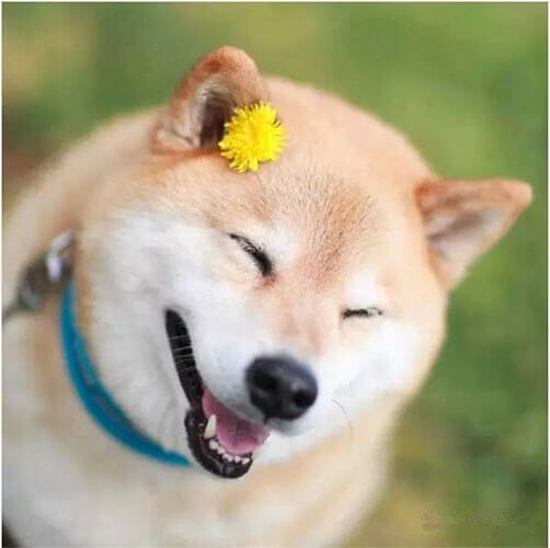 柴犬