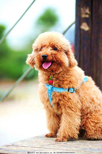 贵宾犬