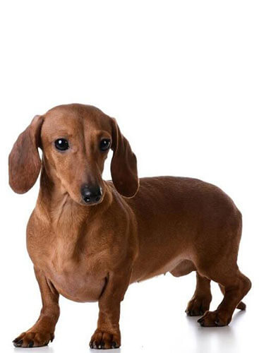 腊肠犬