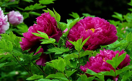 牡丹vs芍药分不清 三种方法教你快速识别 酷玩blog