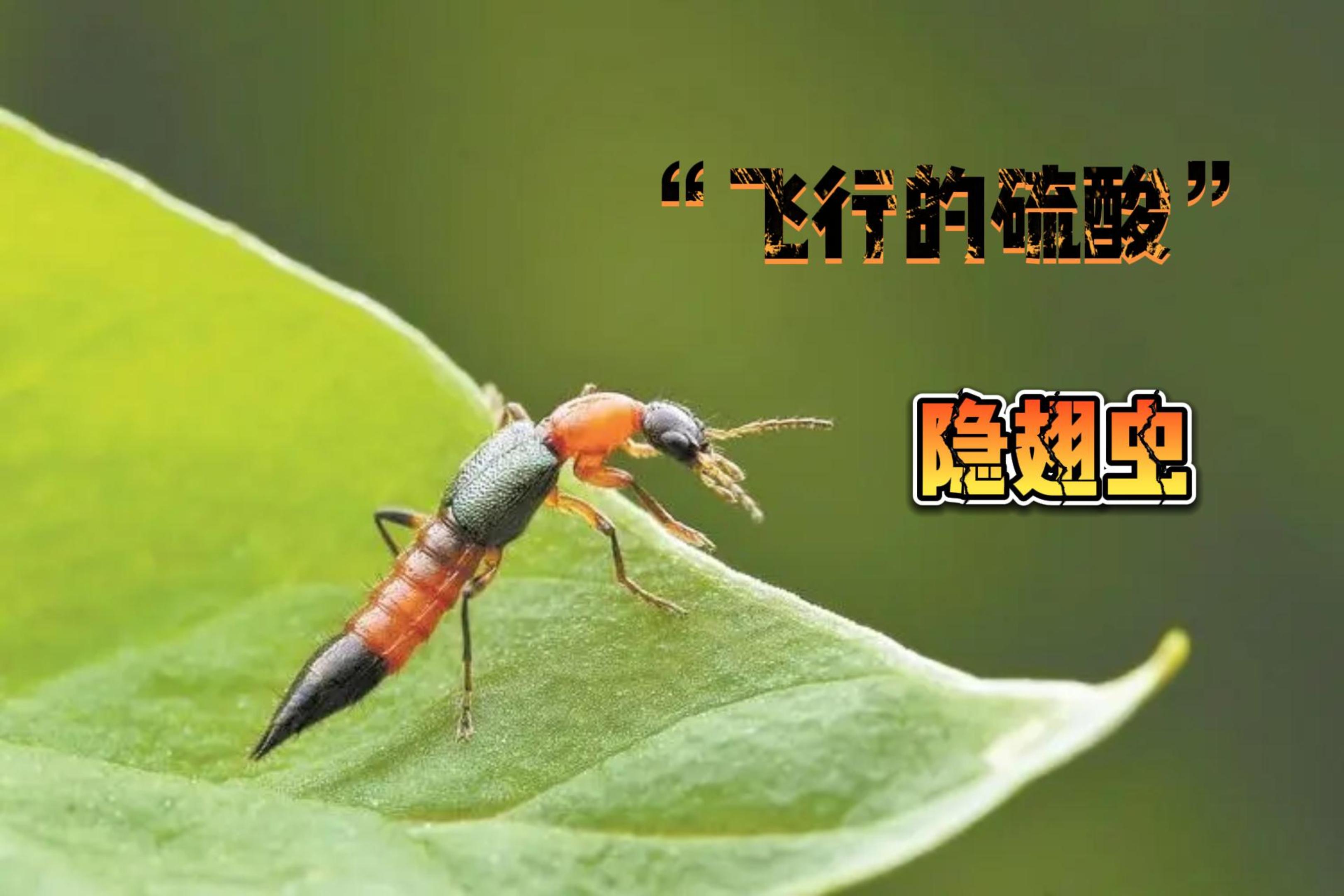 飞行的硫酸！隐翅虫可打不得！如何正确驱赶隐翅虫？