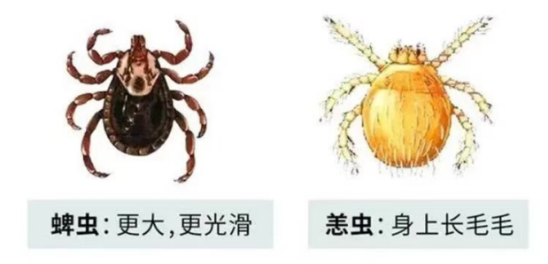 蜱虫和恙虫区别