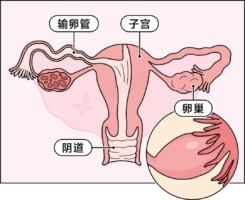 卵巢不只是生殖器官：它影响着女性的骨骼、血管、大脑与情绪