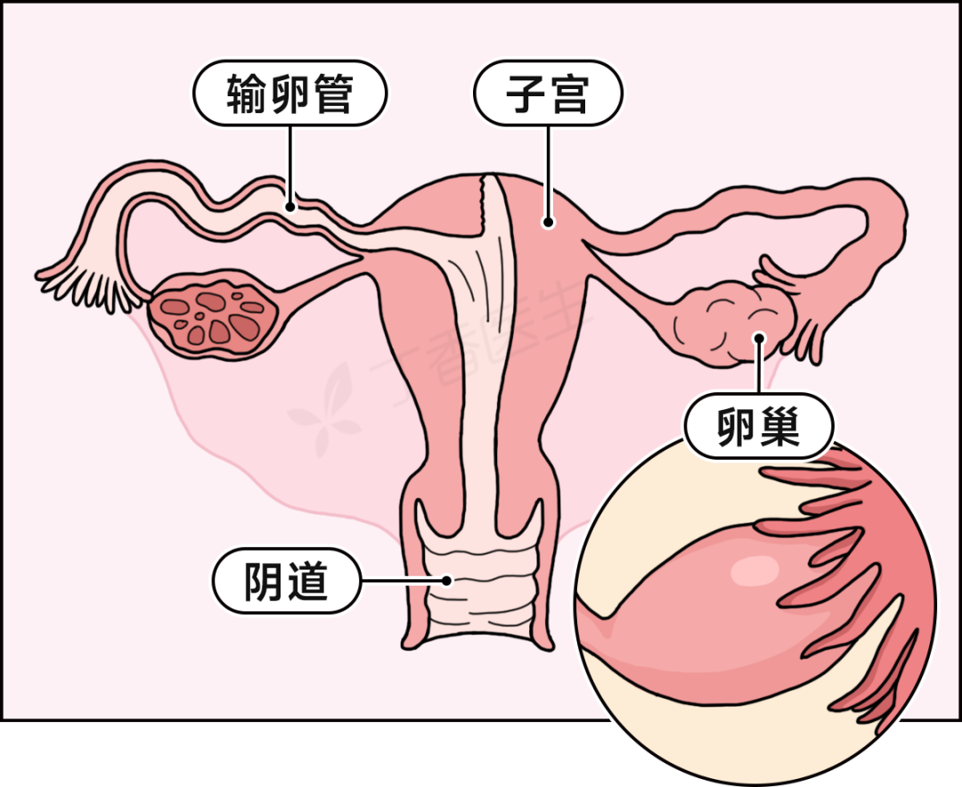 卵巢不只是生殖器官:它影响着女性的骨骼、血管、大脑与情绪